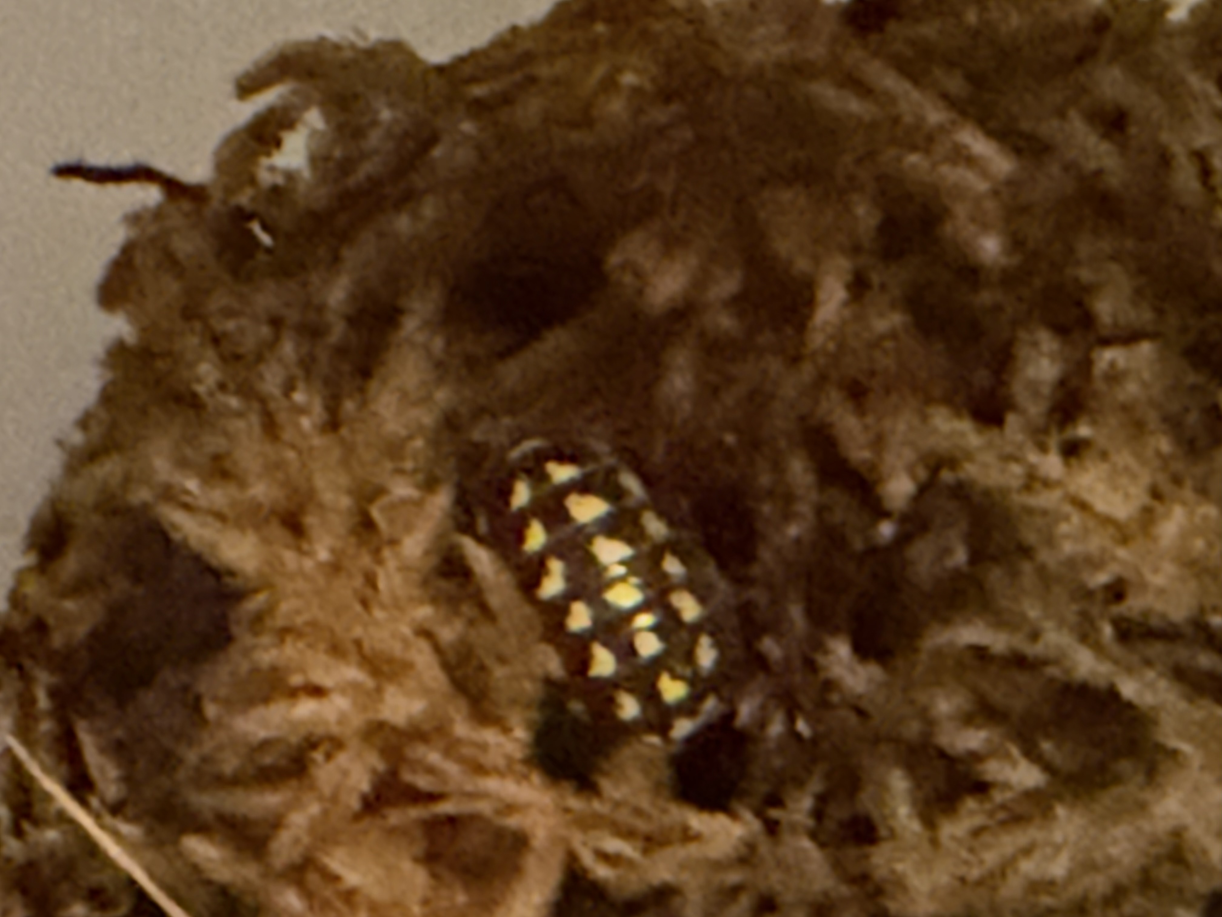 Gestroi Gold Spot